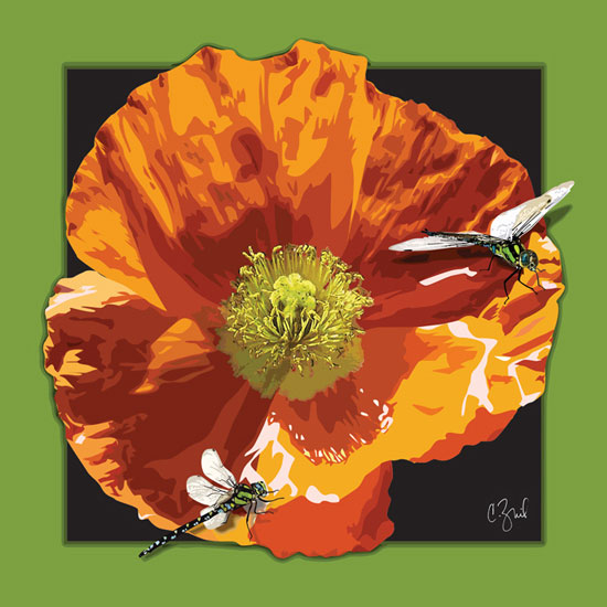 Iones Poppy