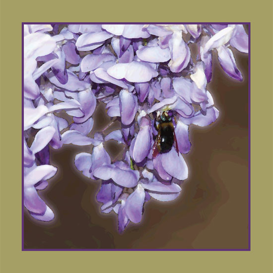 Wisteria Bee