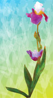 Iris Spring