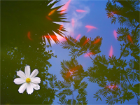 Sky Fish