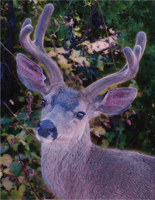 Wild Deer