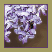 Wisteria Bee
