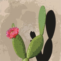 Adobi Cacti