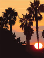 Palm Sunset