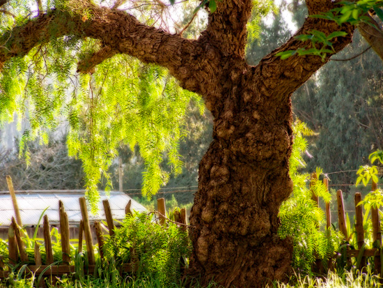 Sun Dappled Willow