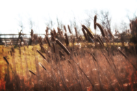 Gettysburg Cattails