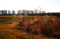 Fall Field