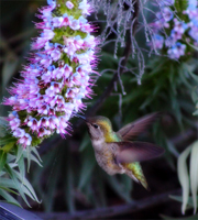 Hummer on Purple Flowers