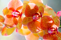 Orchids in the Sun
