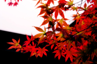 Red Maple