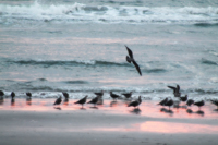 Sea Birds at Sunset