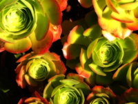 Succulents