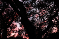 Sunset Through the Oaks
