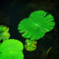Water Lilly